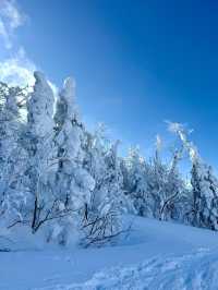 新年旅行第一站，志賀高原滑雪全攻略