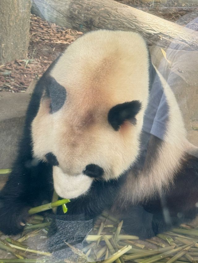 重慶大熊貓基地探秘 | 三個超讚打卡點