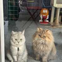 廣州探店 | 街角遇見超萌貓咪咖啡店🐱