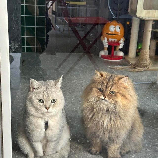 廣州探店 | 街角遇見超萌貓咪咖啡店🐱