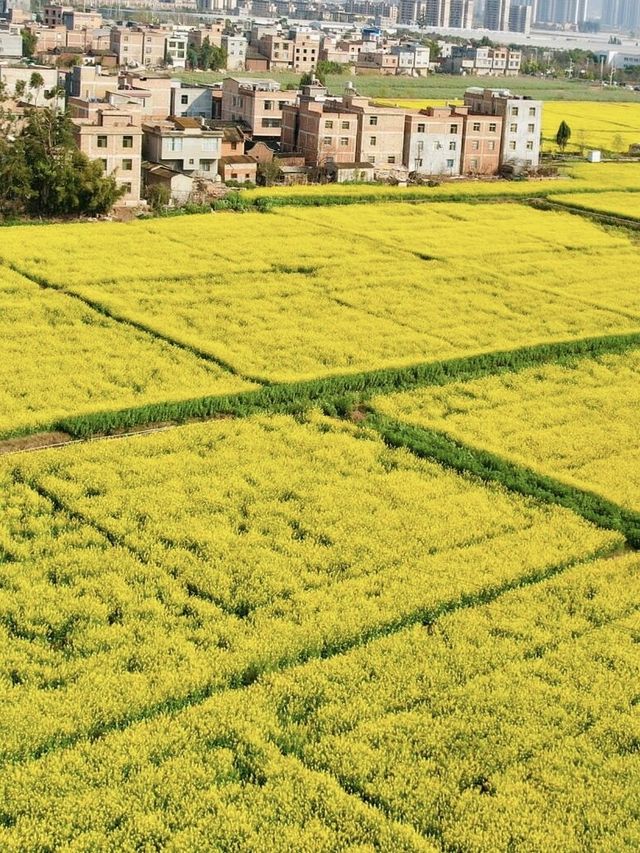 唔使離開昆明市區都可以睇到油菜花，最齊全嘅攻略來啦