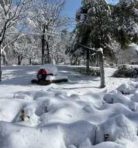 2025年的第一場春雪～美呆啦！