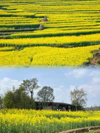 注意重慶廣陽島千畝油菜花即將盛開…