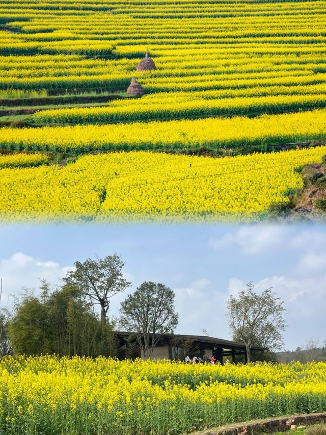注意重慶廣陽島千畝油菜花即將盛開…