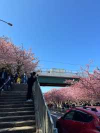 🌸日本三浦海岸 | 河津櫻滿開直擊！