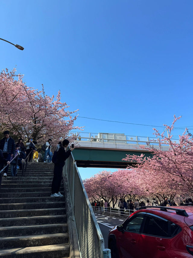 🌸日本三浦海岸 | 河津櫻滿開直擊！