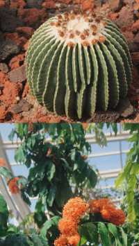 昆明植物園｜我不允許還有人沒去過。