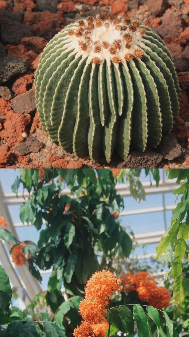 昆明植物園｜我不允許還有人沒去過。