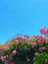 花開時節動京城