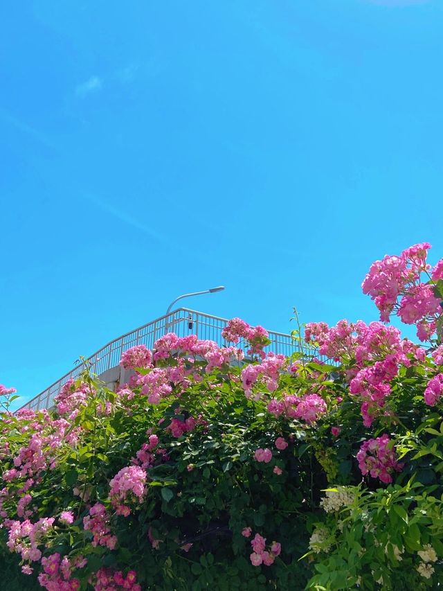 花開時節動京城