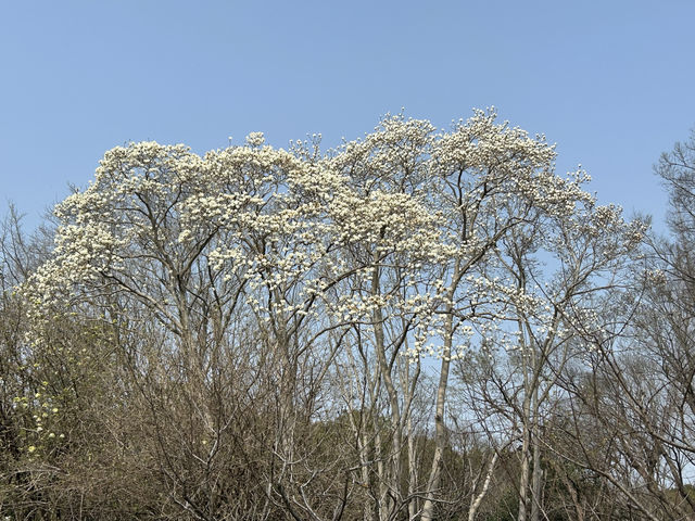 方塔園｜踏青賞花正當時，三八婦女節女性免費