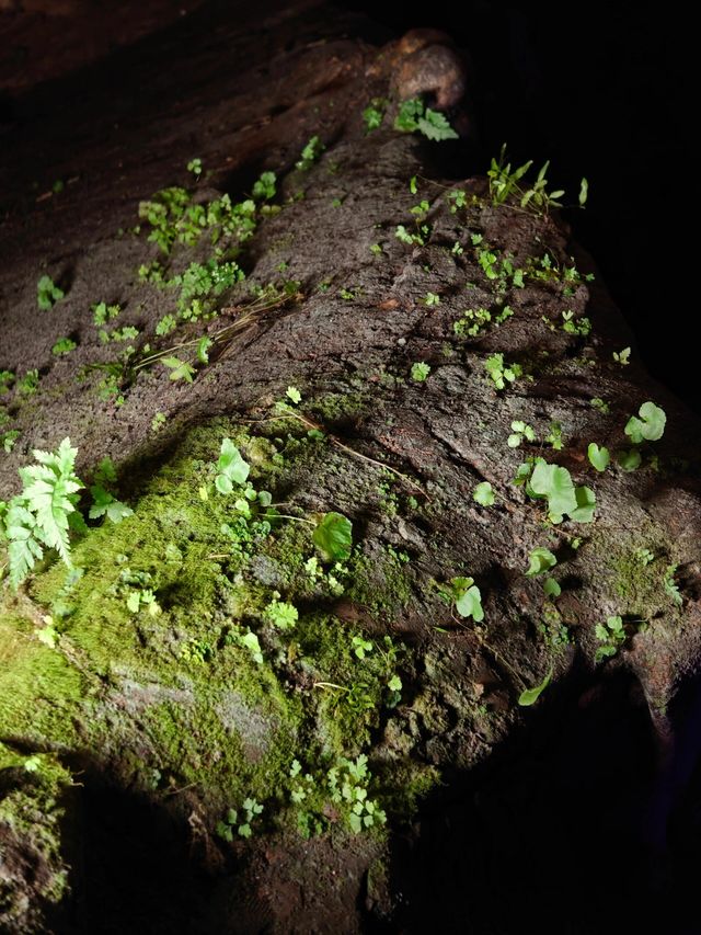 喀斯特岩溶地貌