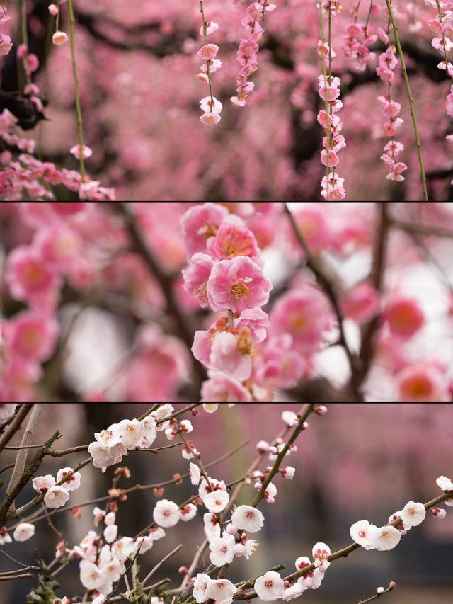 Discover the Hidden Gem of Longmei Plum Blossoms in Jinhua!