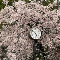 🌸大阪城邂逅櫻花浪漫，森之宮站的限定美景