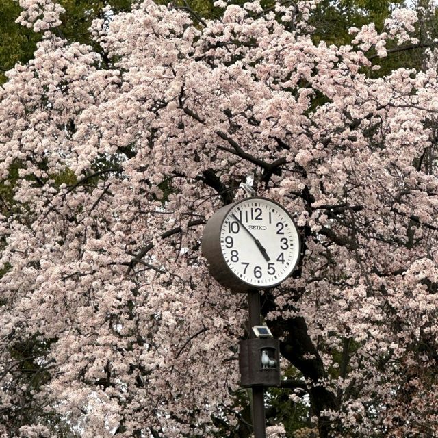 🌸大阪城邂逅櫻花浪漫，森之宮站的限定美景