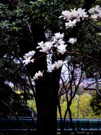 雨中的花兒，為初春的徐匯公園增添了幾分溫馨。