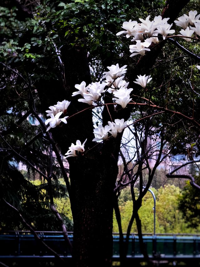 雨中的花兒，為初春的徐匯公園增添了幾分溫馨。