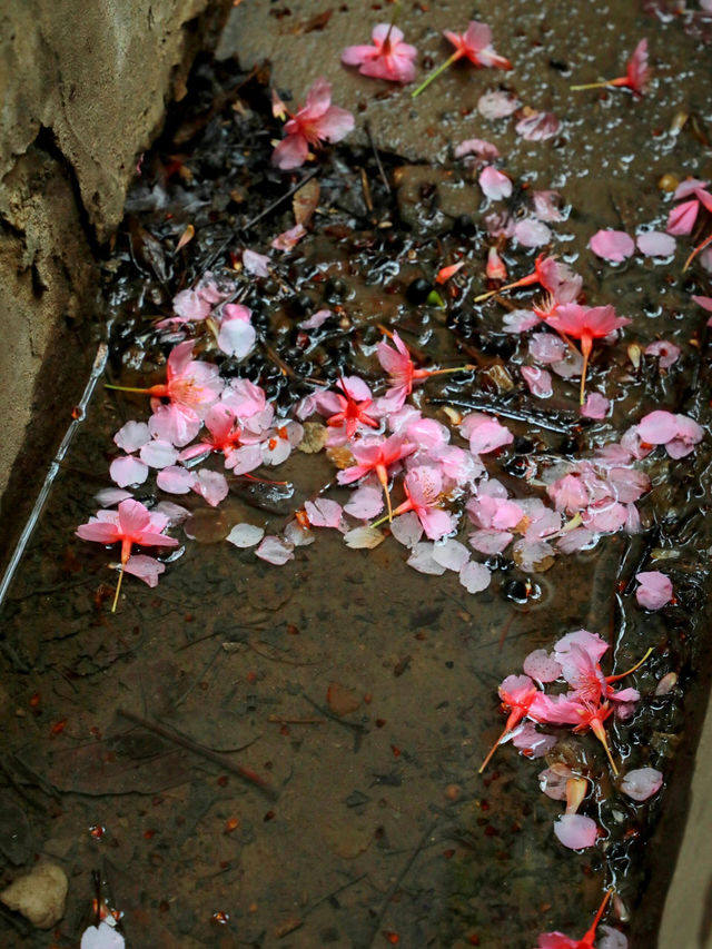 上海最浪漫的櫻花地鐵站
