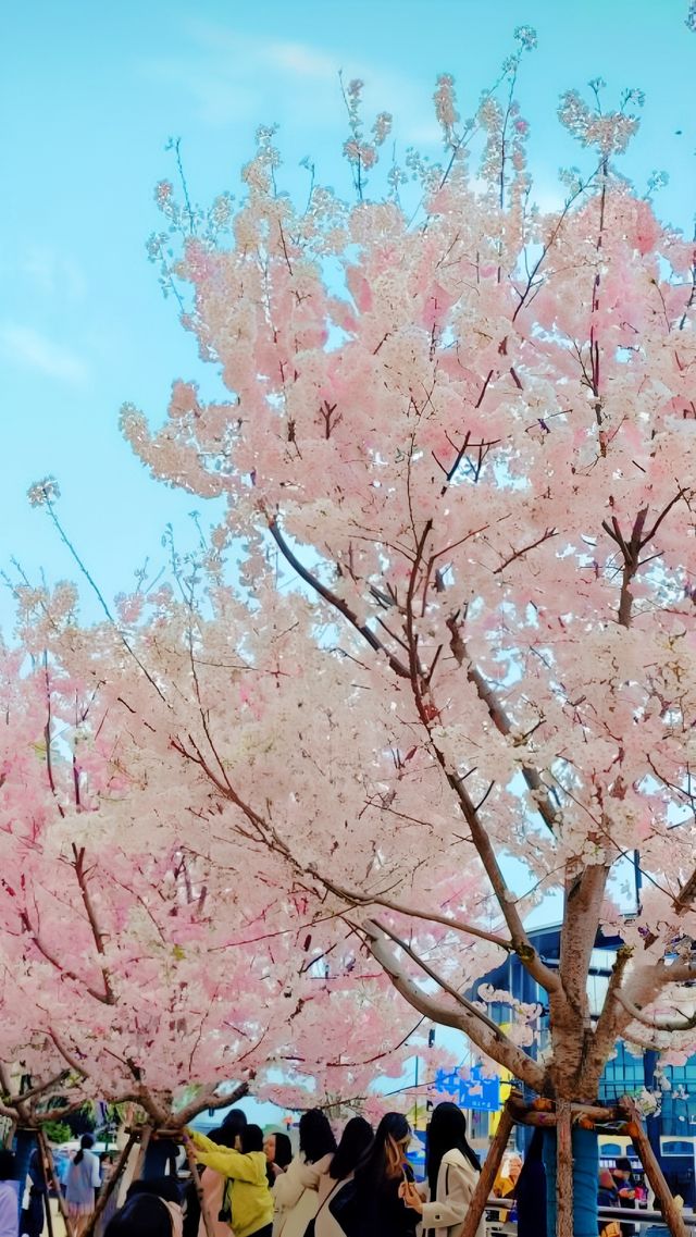武漢櫻花季，哪些隱藏賞櫻地值得發掘？