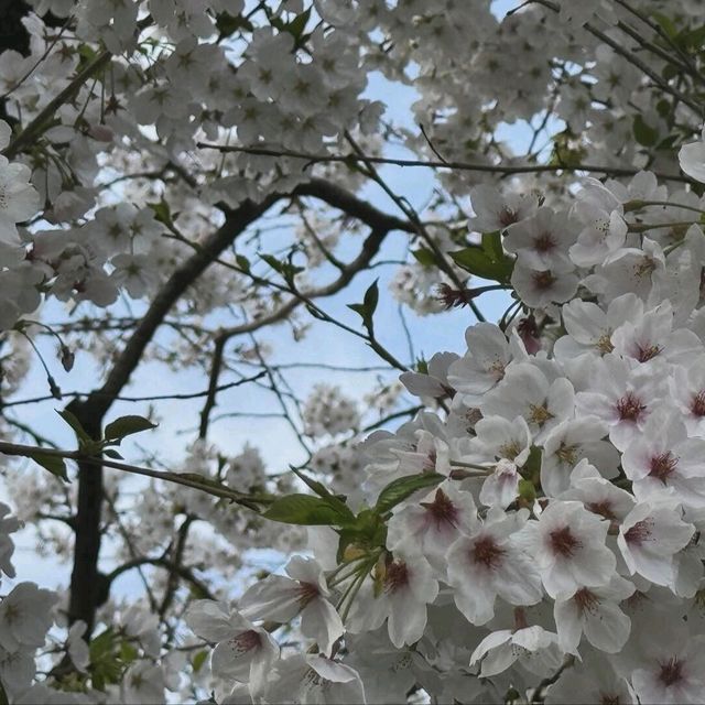 🌸名古屋旁竟藏著這等賞櫻寶地！犬山強推！