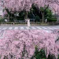 🌸追櫻地圖 | 日本的春天，是一萬次的春和景明