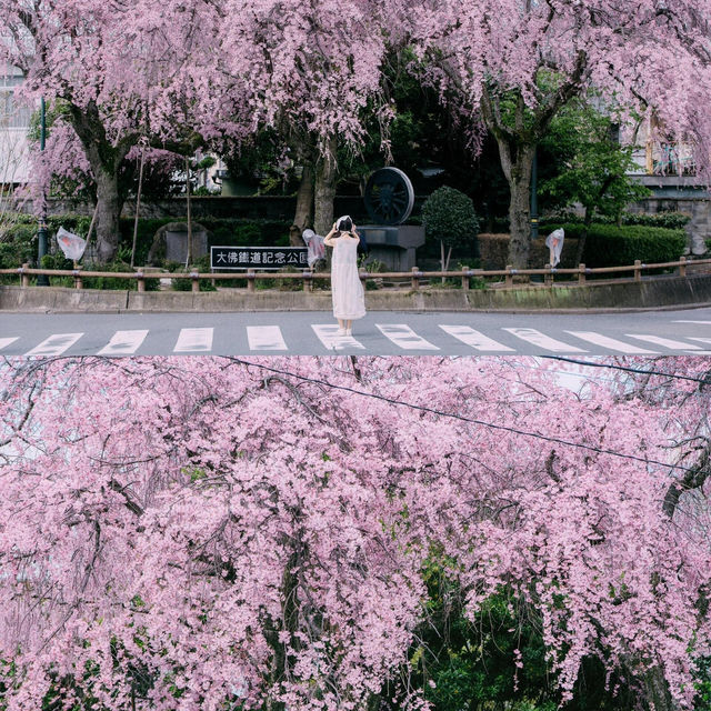 🌸追櫻地圖 | 日本的春天，是一萬次的春和景明