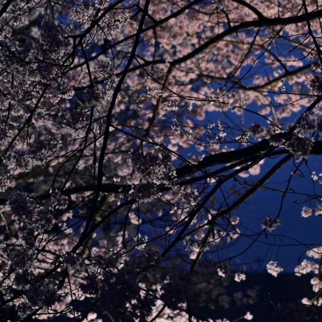 🌃仙台夜櫻，榴岡公園的浪漫時光