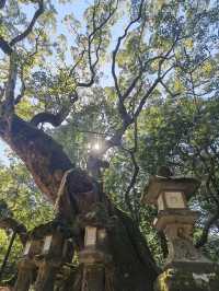 6日清明遊 日本賞花正當時