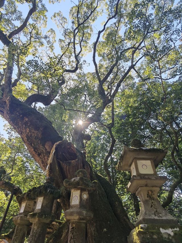 6日清明遊 日本賞花正當時