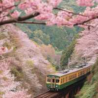 🌸小眾寶藏！大井川鐵道的限定春日櫻語🌸