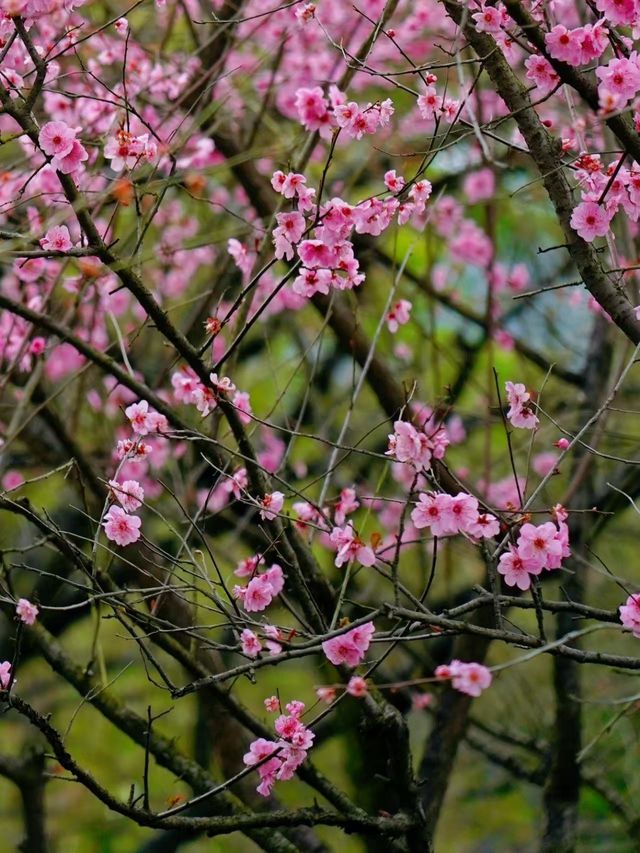 杭州青芝塢賞桃花週末攻略來啦