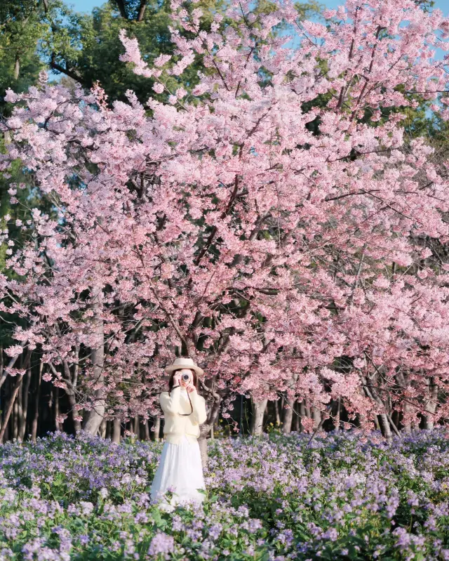 武漢賞櫻花這裡永遠是頂流！