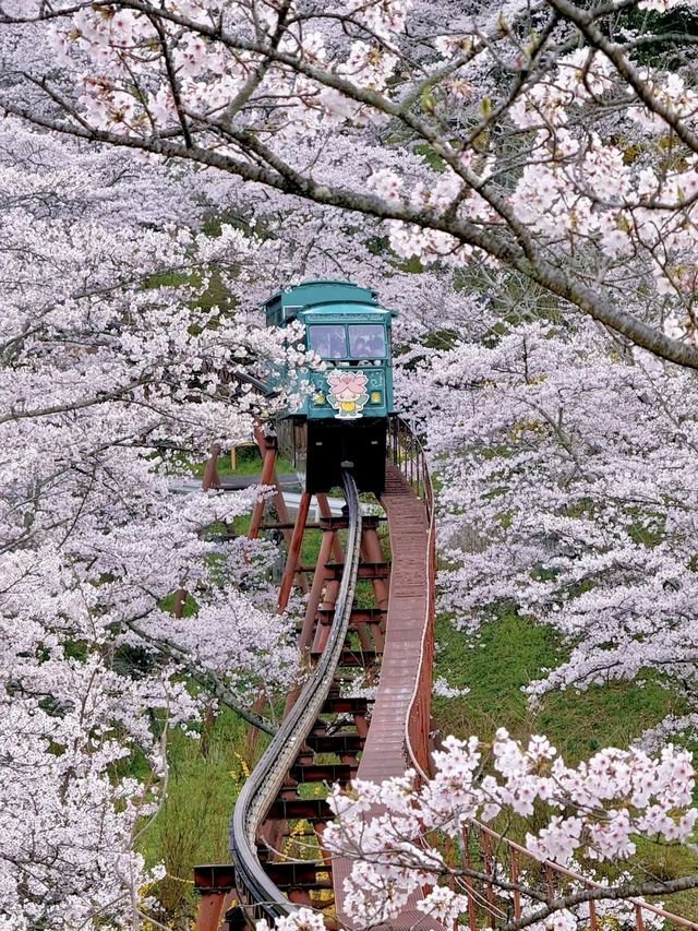 千本櫻舞，春染白石川