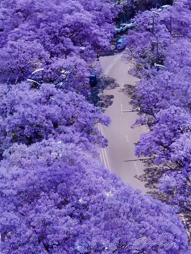 西昌藍花楹季超詳攻略：邂逅紫色夢幻，解鎖小眾煙火