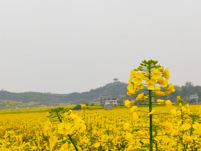 重慶墊江萬畝油菜花田