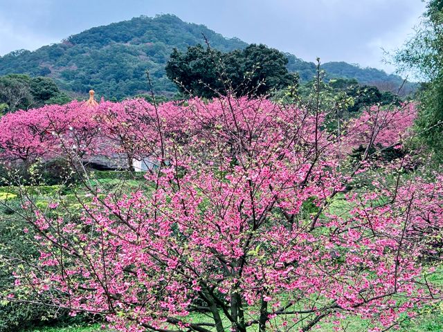 台北——天元宮賞櫻！