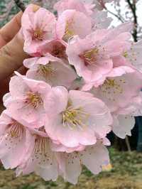 無錫賞櫻天花板！金匱公園超詳細攻略