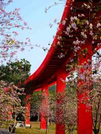 🌉深圳虹橋公園，夢幻打卡地