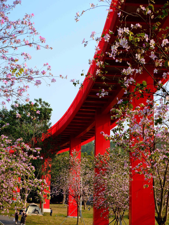 🌉深圳虹橋公園，夢幻打卡地