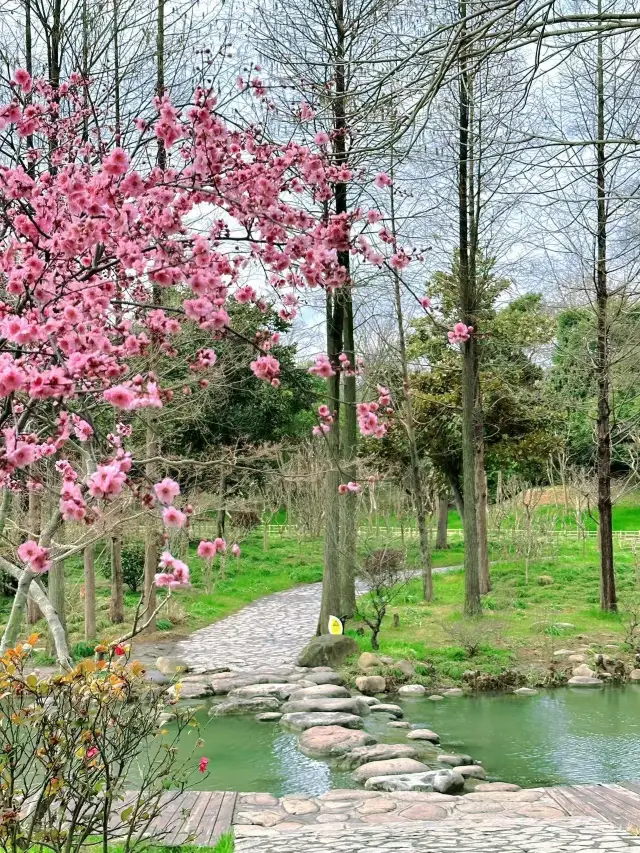 Spring Special | Guide to Peach Blossom Viewing at Slender West Lake & He Garden