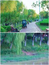 吉林賞荷花 | 3月，‌淨月潭國家森林公園的荷花來場約會