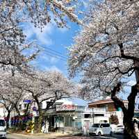 🌸濟州島典農路 | 沉浸式賞櫻全攻略