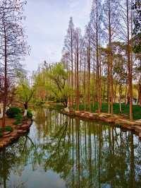 鬱金香同櫻花同框，上海獨一份嘅浪漫花園！