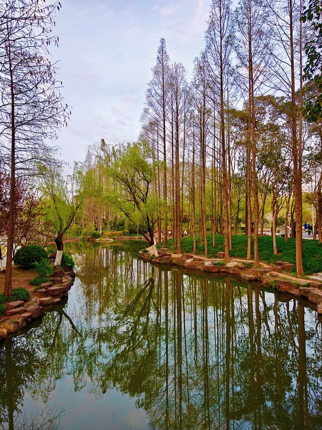 鬱金香同櫻花同框，上海獨一份嘅浪漫花園！