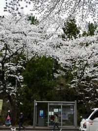 新山公園，山海交織的粉色樂章