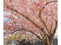🌸在釜山民主公園，邂逅春天的粉色來信
