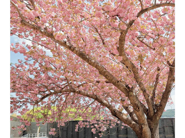 🌸在釜山民主公園，邂逅春天的粉色來信
