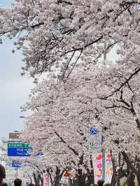 🌸愿你邂逅首爾櫻花盛開的絢爛時刻