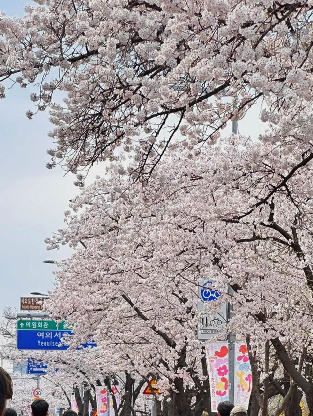 🌸愿你邂逅首爾櫻花盛開的絢爛時刻