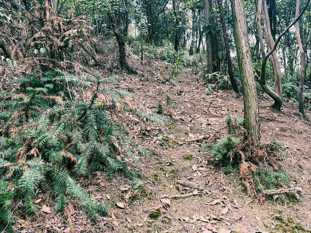 重慶市沙坪壩區著名文物保護區景點：虎風山、適合拍照打卡、週末閒暇度假地！ 